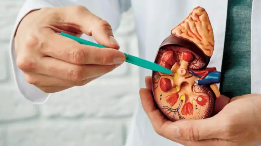 أعراض الحصوة في المسالك البولية - مركز البروفيسور السامرائي الطبي في دبي استشاري المسالك البولية أعراض الحصوة في المسالك البولية