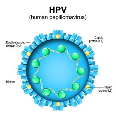علاج الثألول الحليمي HPV